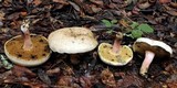 Caloboletus inedulis image