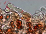 Pholiotina smithii image