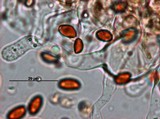 Pholiotina smithii image