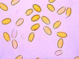 Pholiotina smithii image