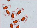Pholiotina smithii image