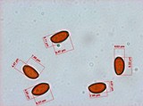 Pholiotina smithii image