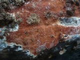 Ceriporia purpurea image