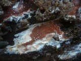 Ceriporia purpurea image