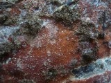 Ceriporia purpurea image