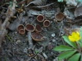 Dumontinia tuberosa image