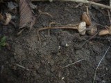 Dumontinia tuberosa image