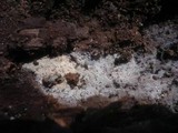 Amyloxenasma allantosporum image