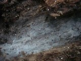 Amyloxenasma allantosporum image