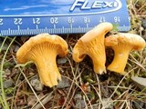 Cantharellus enelensis image