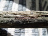 Patinellaria sanguinea image