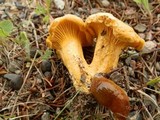 Cantharellus enelensis image