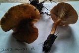 Lactarius thyinos image