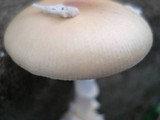 Amanita praecox image