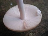 Amanita praecox image