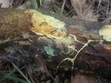 Ceraceomyces serpens image