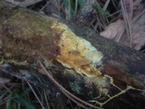 Ceraceomyces serpens image
