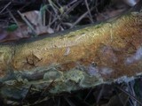 Ceraceomyces serpens image