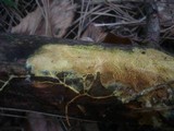 Ceraceomyces serpens image
