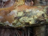 Ceraceomyces serpens image