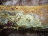 Ceraceomyces serpens image
