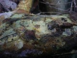 Ceraceomyces serpens image
