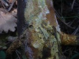 Ceraceomyces serpens image