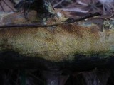 Ceraceomyces serpens image