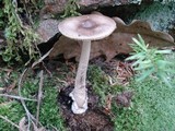 Amanita sect. Vaginatae image