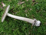 Amanita sect. Vaginatae image