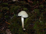 Hygrocybe russocoriacea image