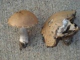 Leccinum versipelle image