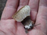 Lactarius gerardii image