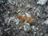 Dumontinia tuberosa image