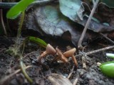 Dumontinia tuberosa image