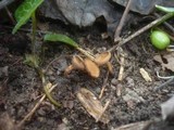 Dumontinia tuberosa image