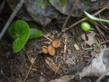 Dumontinia tuberosa image