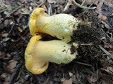 Cantharellus phasmatis image