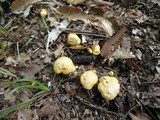 Cantharellus phasmatis image
