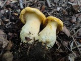 Cantharellus phasmatis image