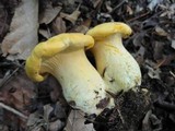 Cantharellus phasmatis image
