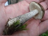 Leccinum snellii image