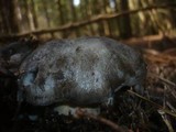 Hygrophorus marzuolus image