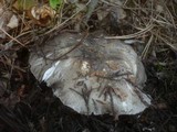 Hygrophorus marzuolus image