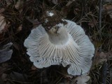 Hygrophorus marzuolus image