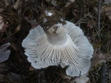 Hygrophorus marzuolus image
