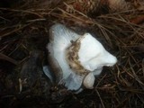 Hygrophorus marzuolus image