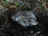 Hygrophorus marzuolus image