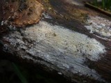 Peniophorella praetermissa image
