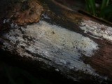 Peniophorella praetermissa image